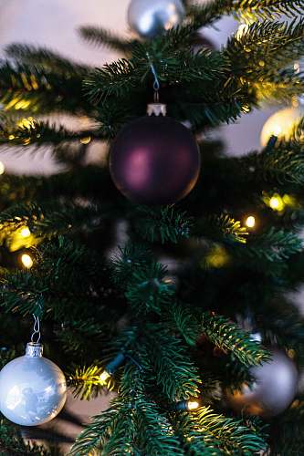 ornament gold bauble on green christmas tree plant